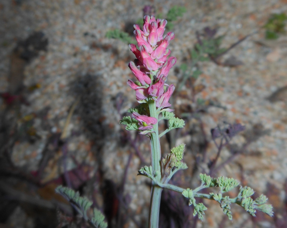 Fumaria densiflora DC./Fumaria a fiori densi